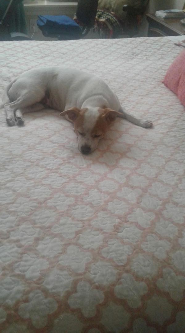 Happy dog's day Dixieleigh! Of course every day is Happy dog's day for you.