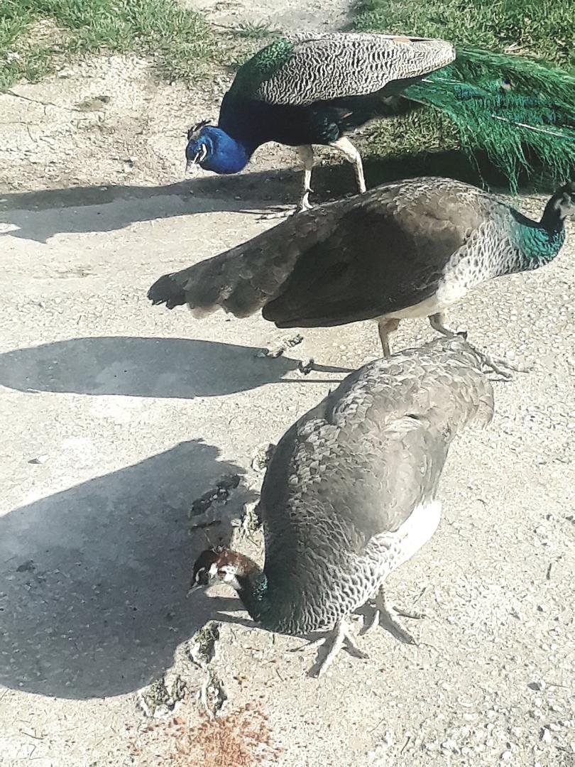Birds are driving me Crazy! Will not shut the fuck up! And refuse to be potty trained! Chicks coming soon,,,cheap!