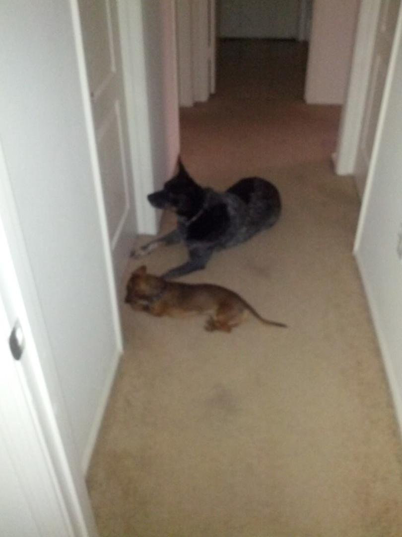 They're waiting for doug to wake up