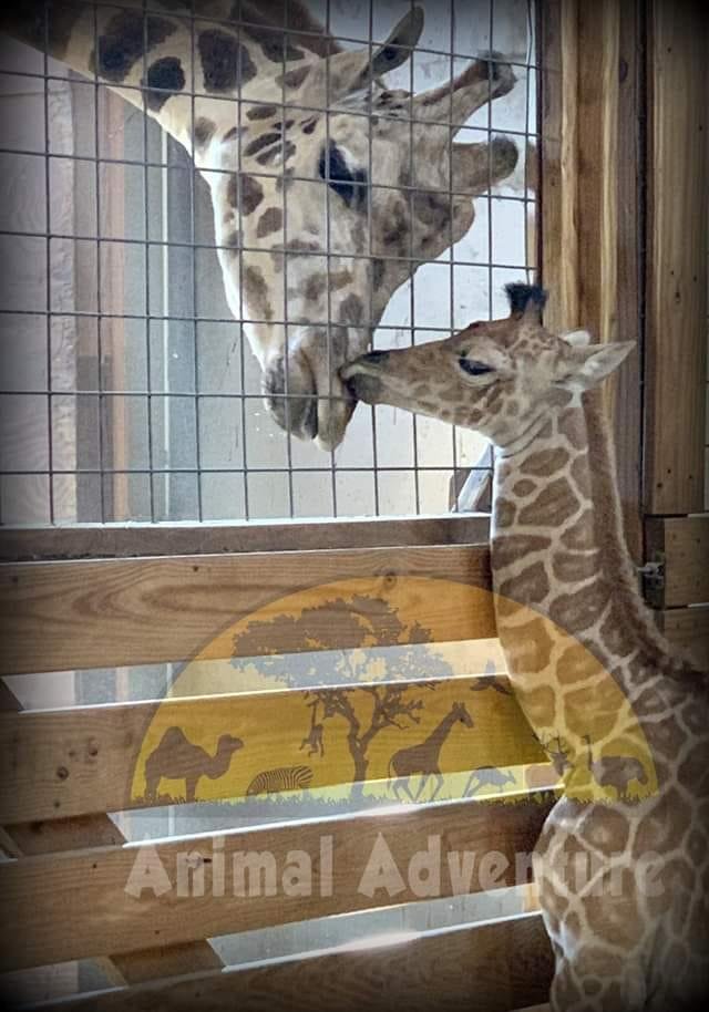 Daddy Oliver and newest son. Touching moment...
