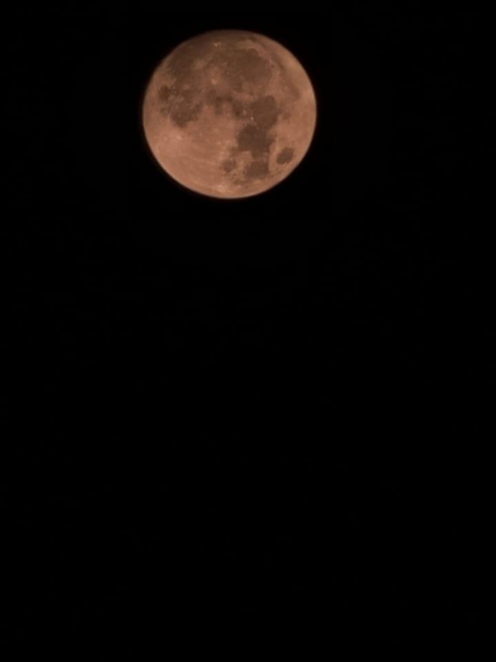 Barkin' at the Moon ...