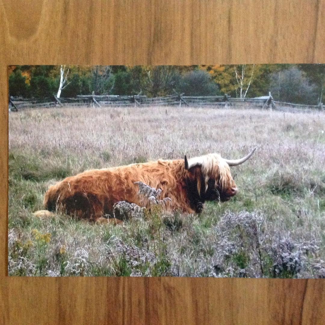 Taken at the Pancake House in rural Ontario, Canada. Unfortunately they had to be moved because people were going into the field to get a closer look.
