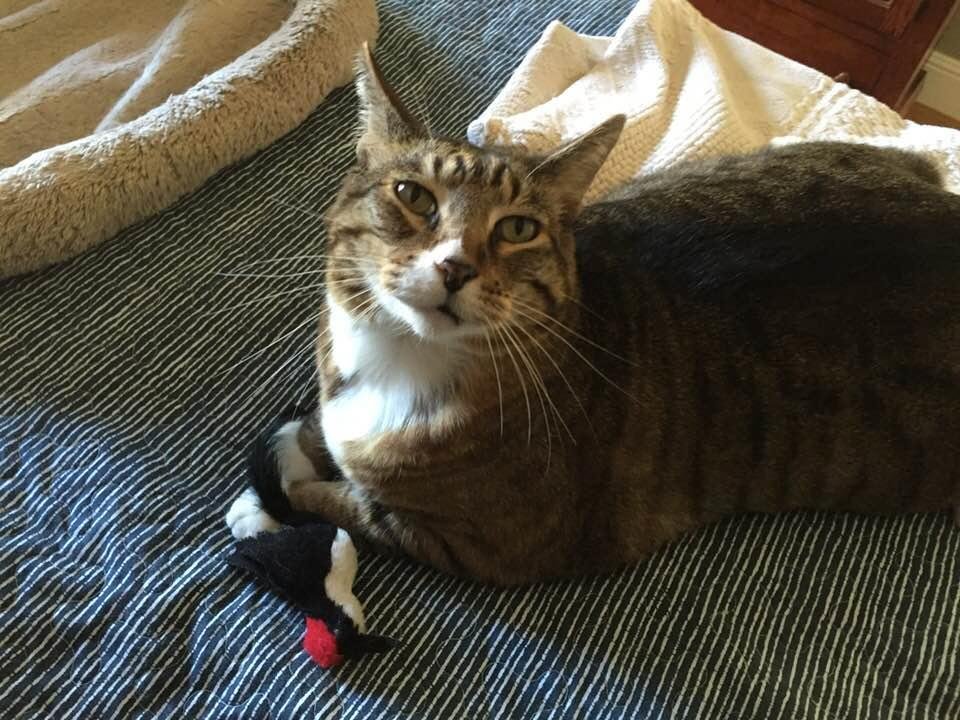 Boots and his woodpecker