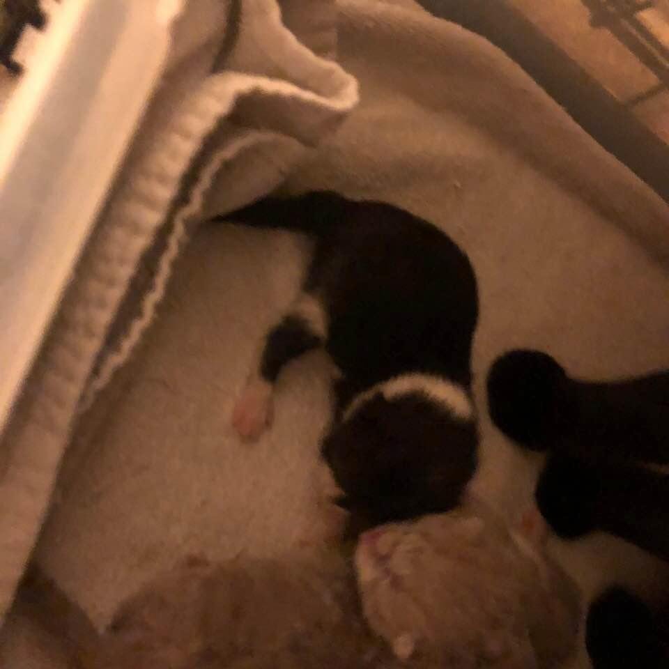 My first black and white born in my house  Doug did all the work. It is his femaleBSH