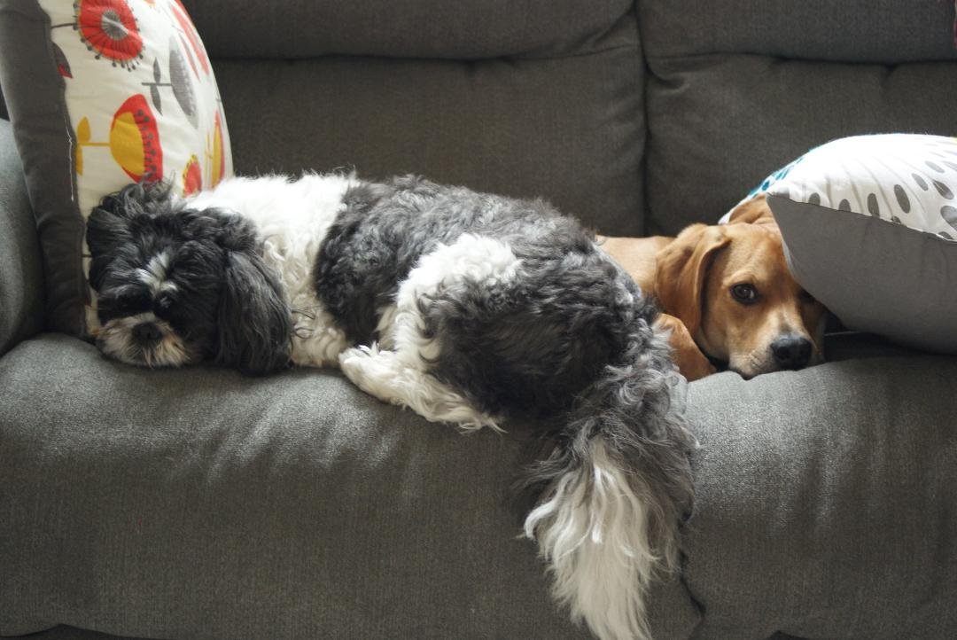 Lazy and his brother.