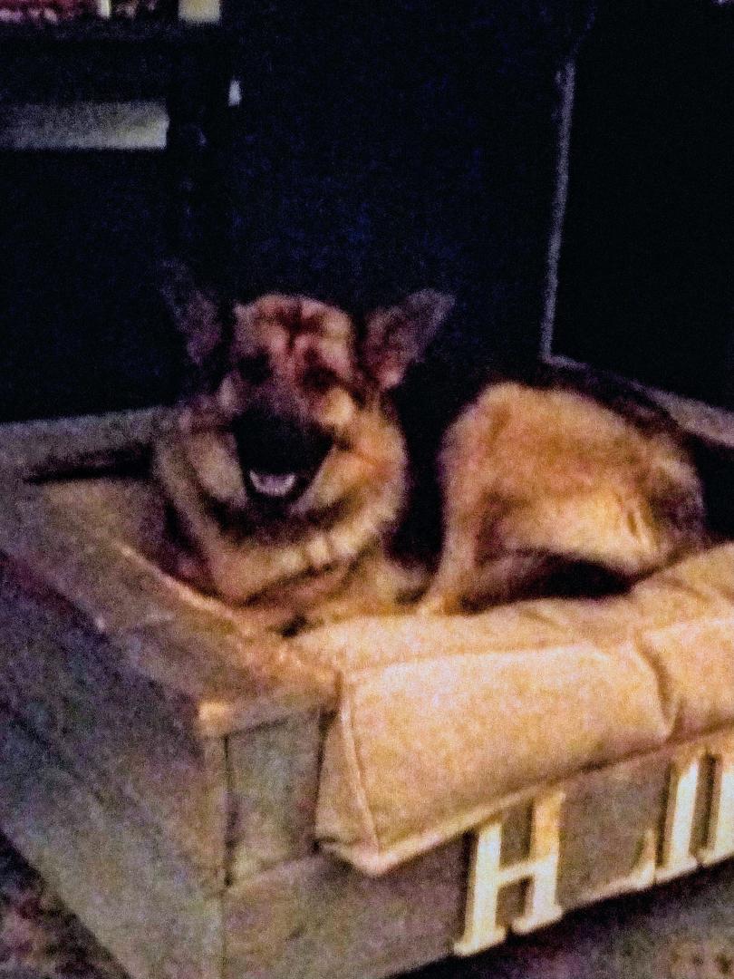 Lady is the queen he's a family dog