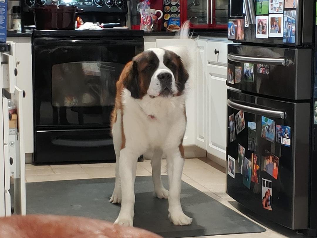 Max is bored but always can be found in the kitchen!