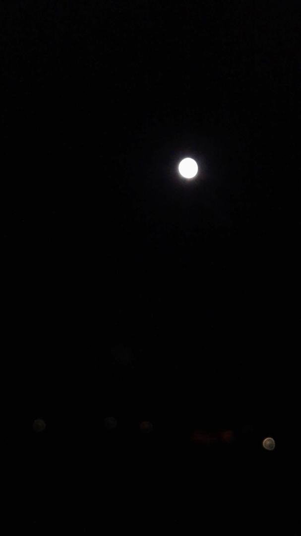 My backyard
