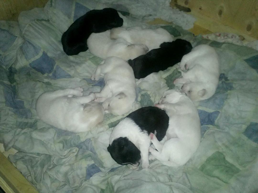 Bella and grizzly's babies born oct 25th