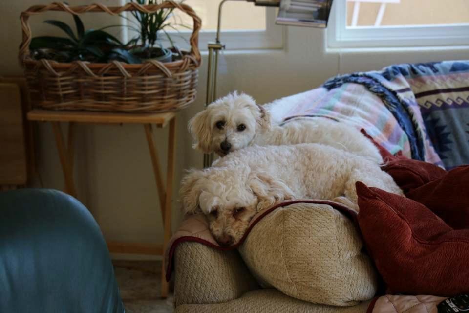 Comfortable? I think they own the place! Bernie and Penelope.