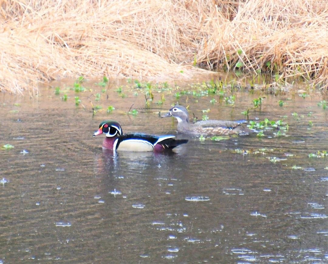 William Hamilton's album, Wood Ducks, Canadian Geese, Bluebirds, Gators and more.