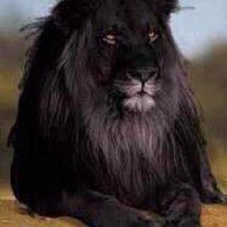 An army of sheep led by a lion can overcome an army of lions lead by a sheep....think about it.