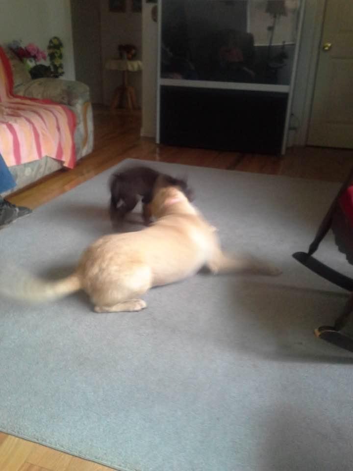 Our yellow lab, Lady, passed away today. She was a stray that came up to our house in Dam B. We had her 10 years. She is playing with Jazzy which was our grandson Troy’s dog. She passed in March. They are playing in Dog Hea