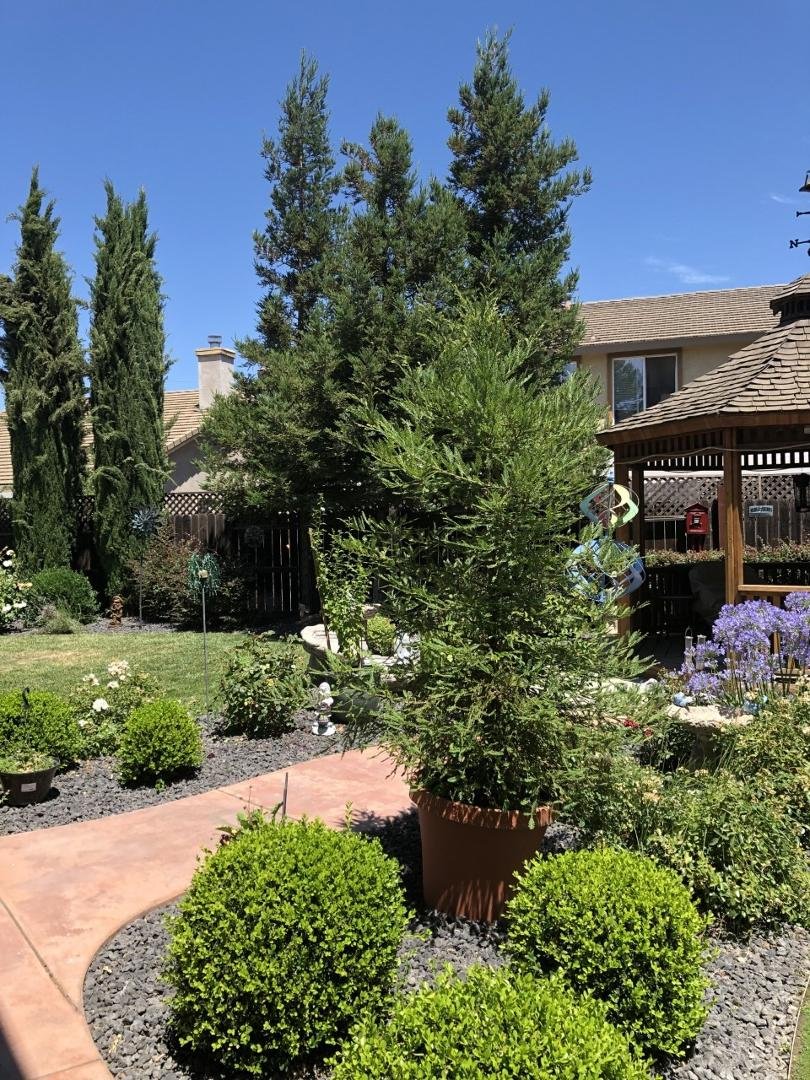 My Redwood Trees