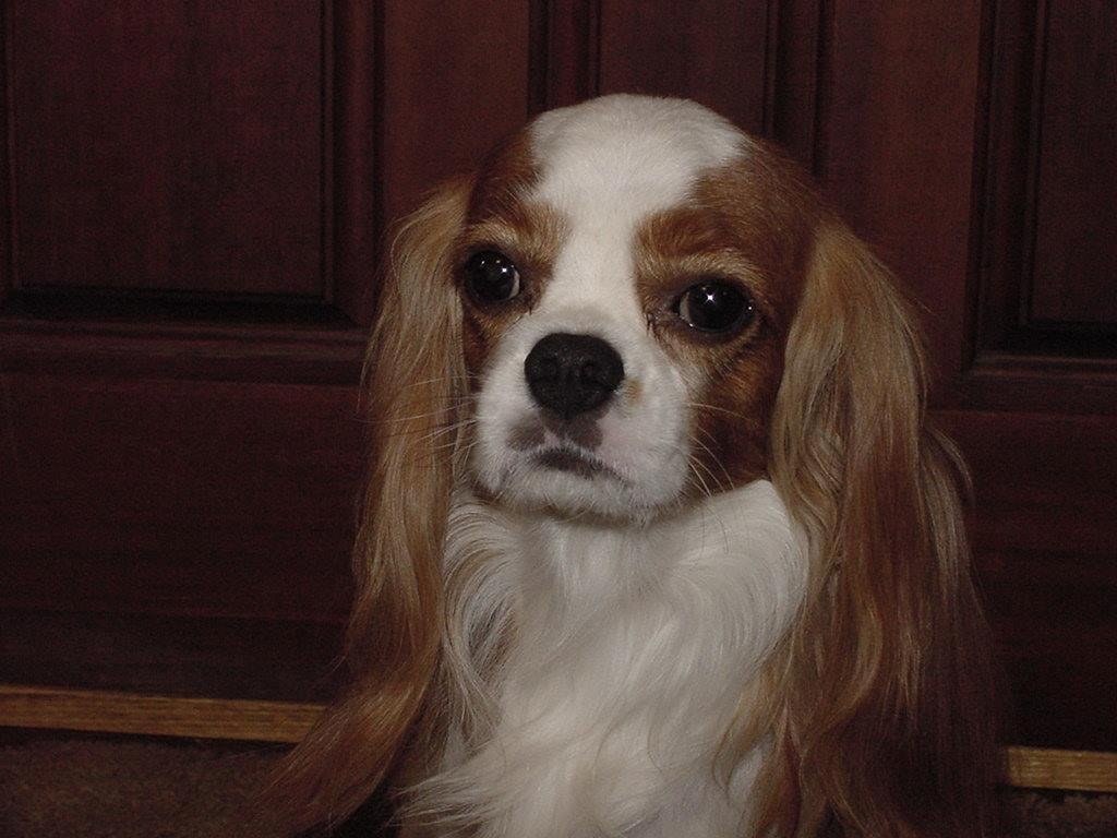 Oscar, our good friend for almost 16 years passed on to a better world today. You cannot believe the love that an animal can bring into a home until it is gone. But love and memories will carry on.