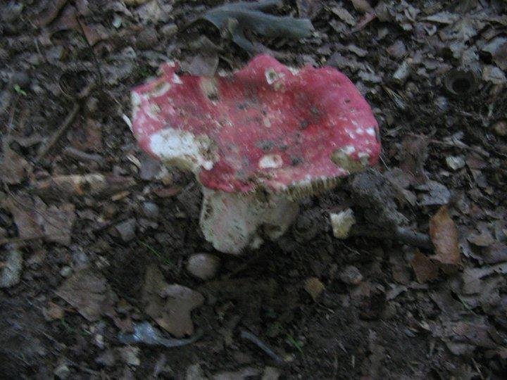 Found Fungus in front yard near house.  Photo taken June 29, 2011.
