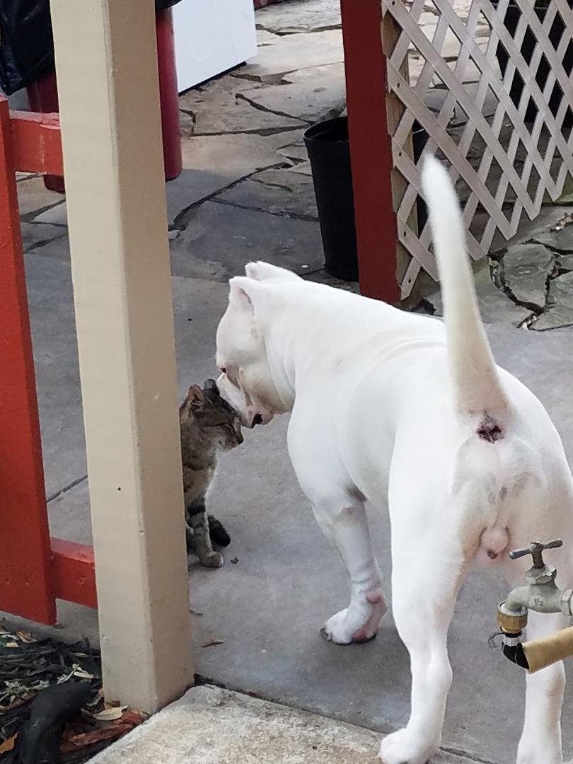 Looking Kash he's kissing the kitty LOL he likes it low Kitty another porch cat