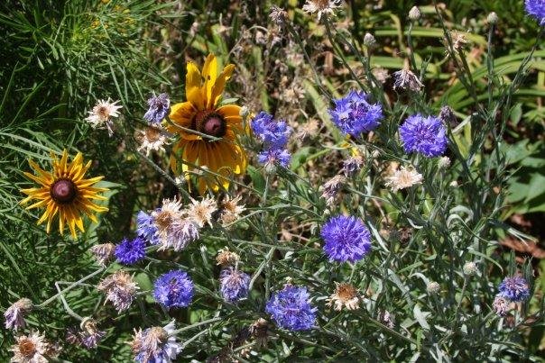Ann Bowes' album, Flowers in my yard