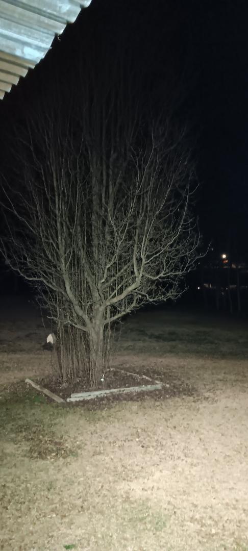 Does anyone else see the little face on the trunk part?!?!?!! I see faces in clouds all the time... but in a tree! I really think I am in Poltergeist country! 😆
