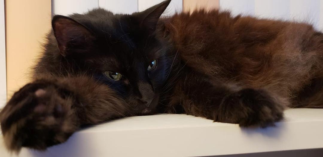 H.P. demonstrates the basic Cat Trap. (Note: kill zone is any location between the front pads.) #KittyDontPlay