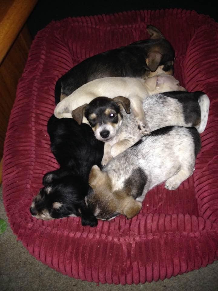 Five Dog Day!!