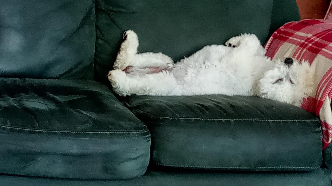 Happy Dog Day Bailey.