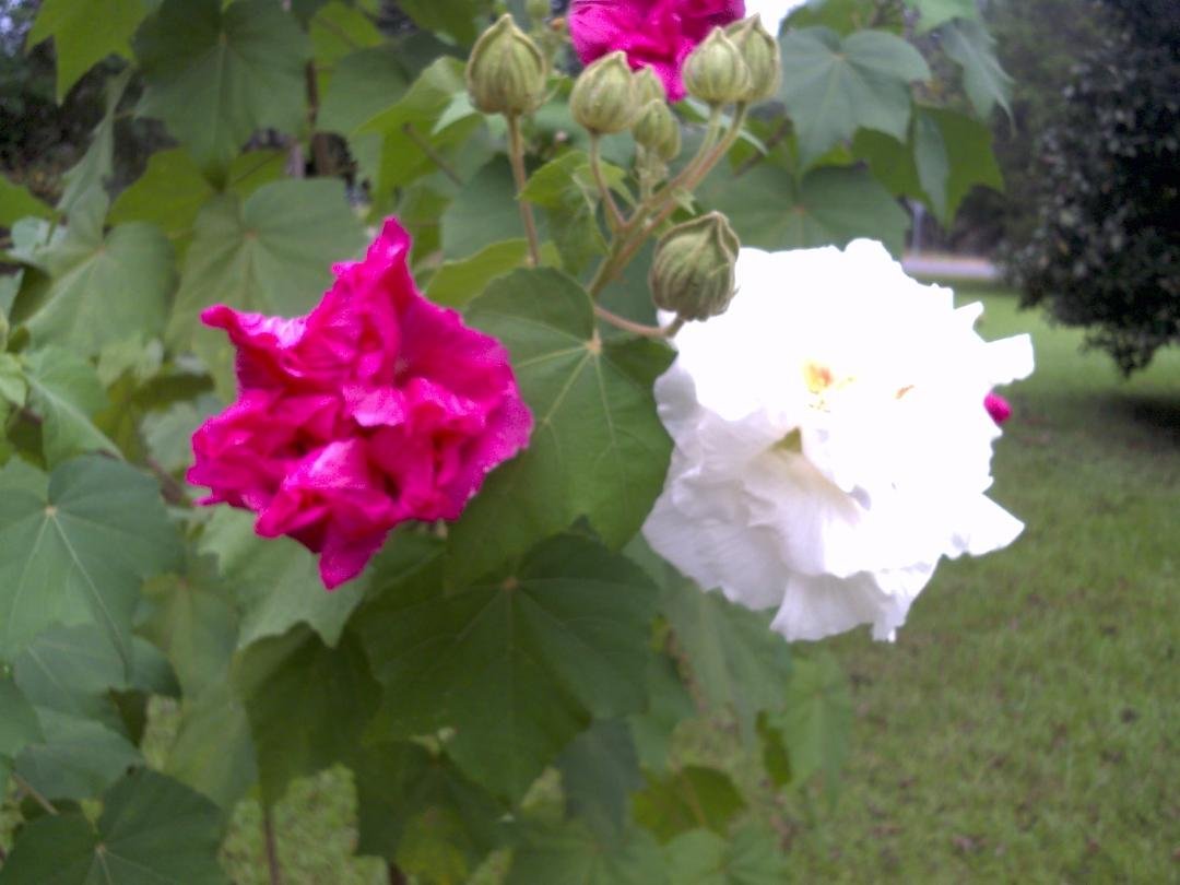 I have been talking about our Confederate ROSE
here it is the White one came out this Morn and the other turned red late afternoon/ dusk yesterday and is already withered today , it blooms late summer early fall