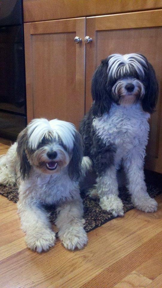 I love my dogs so much!
