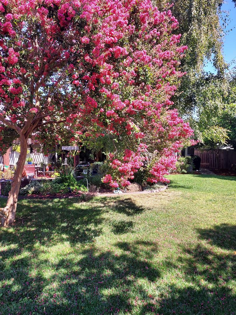 Our Crepe Myrtle is awesome this year.