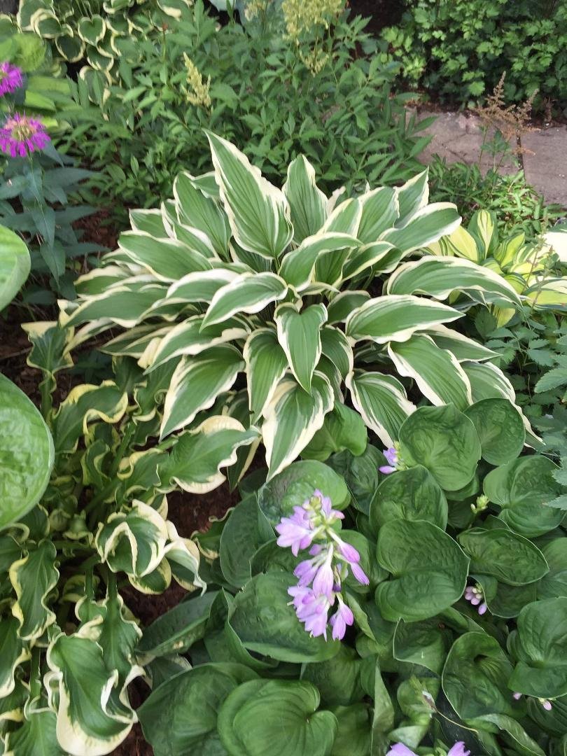 Some favorites. Large variegated hosta is "H. Proud Sentry", small green in front is "H. Nippers" showing off the beautiful flowers. R side, wrinkled and curly is "H. Whee"