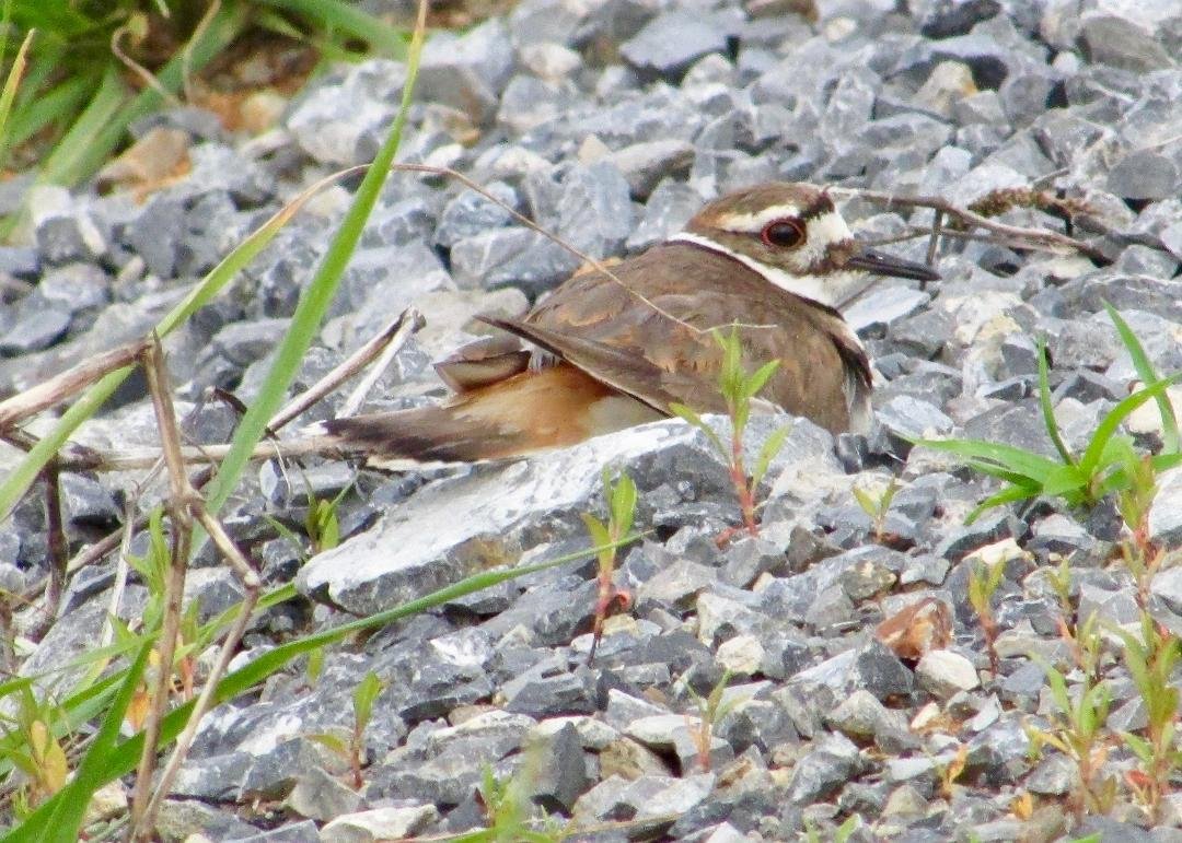 I'm forever surprised at how well killdeer blend into their surroundings.