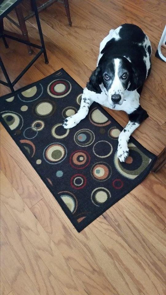 My sweet boy Jerry went to heaven tonight:( my heart is broken . Thanks everyone for your kind words & understanding . I will have hard time speaking about this in person for a while ;) Wasn't he handsome?