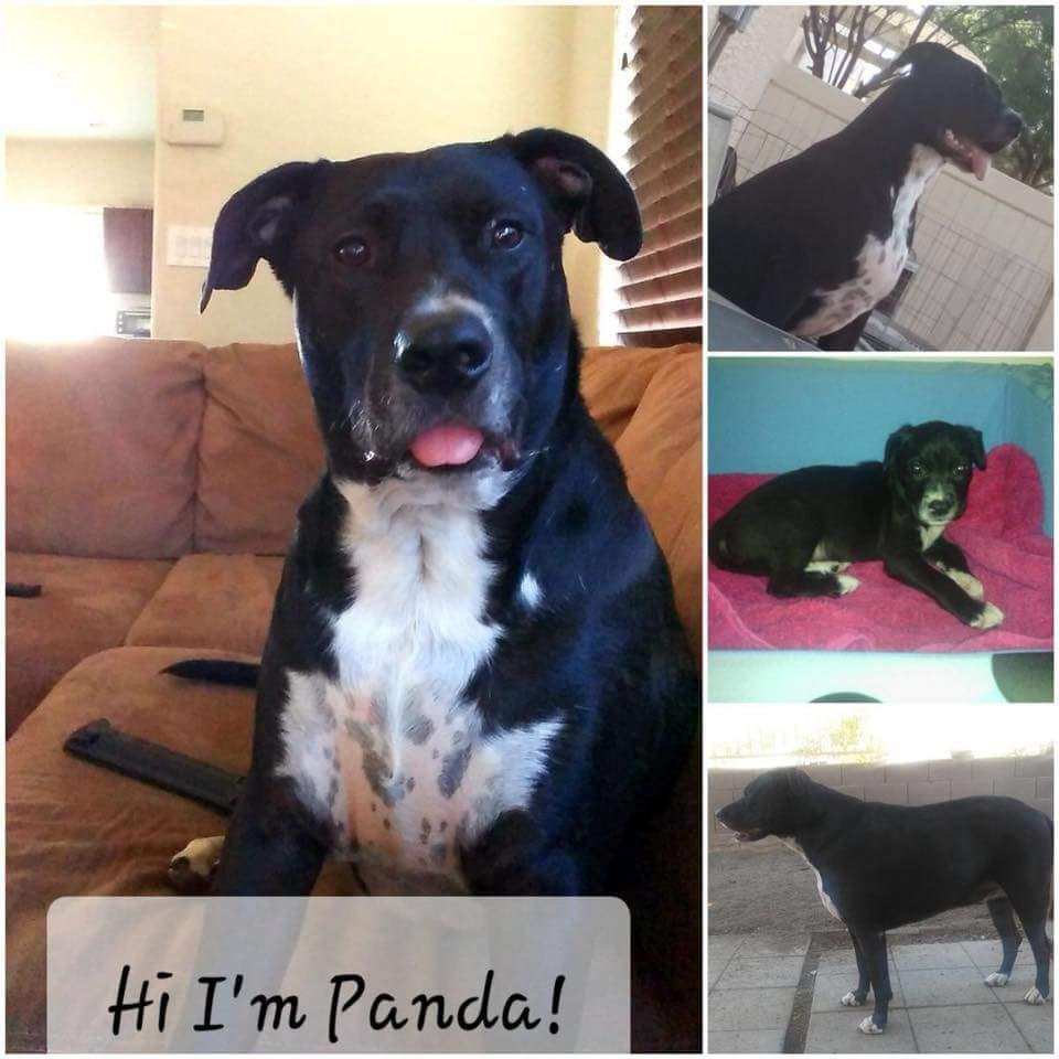 ***RE-POST...PANDA IS STILL IN NEED OF A FOREVER HOME***We cant let him end up at the Shelter. PLEASE, if anyone out there knows someone who knows someone who knows someone that can open their door to a new family member,