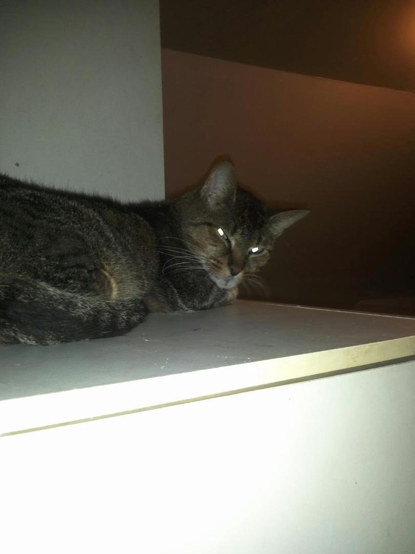 Jeremy's evil looking cat