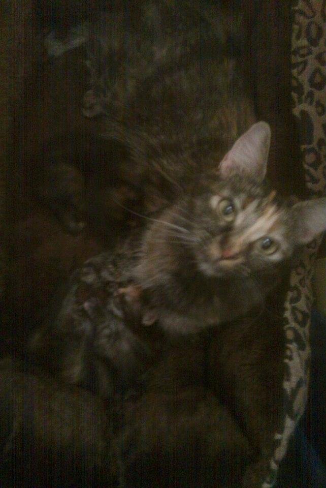 Momo, Buddy and Patches