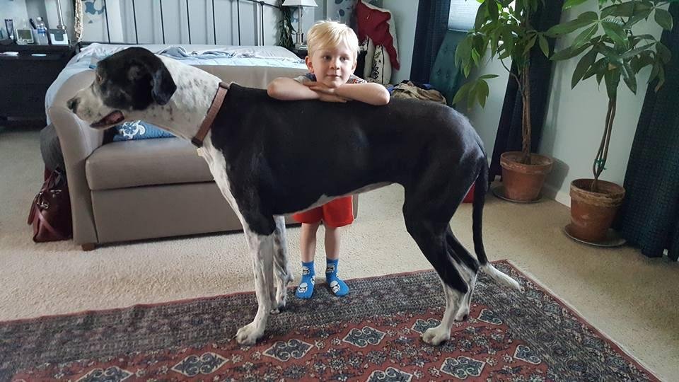 A small boy loves a very big dog.  That's our grandson Fionn visiting from London with our sweet Sarah.