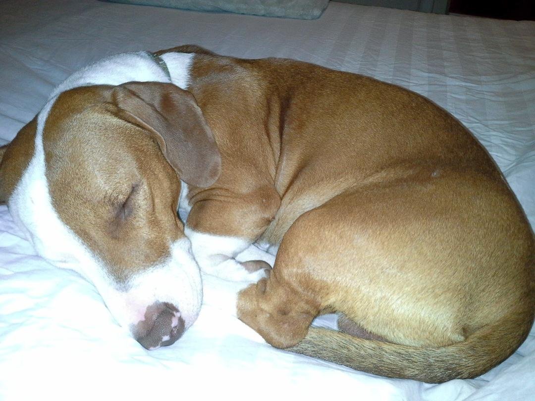 My little boy wishy " Wishbone"