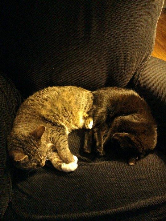 Suki and Echo snoozing together.