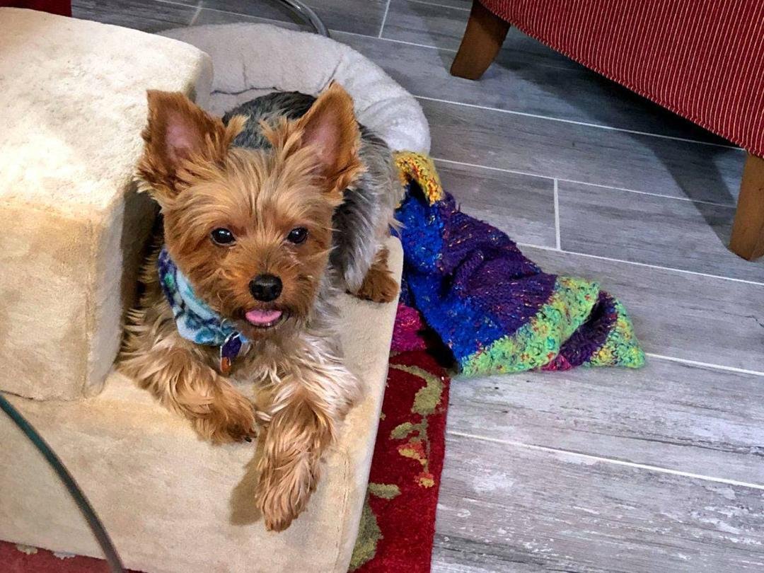 My football-watching "buddy", Dudley, usually sits with me in my recliner.  Today, no Huskers, took his blanket and sat on his steps.