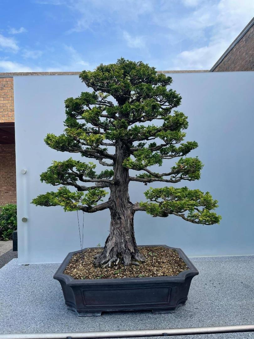 Eighty year old tree. One would think it would be a little taller than 24 inches.