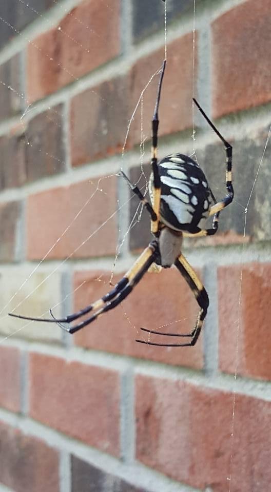 Just found this one on the side of our house.