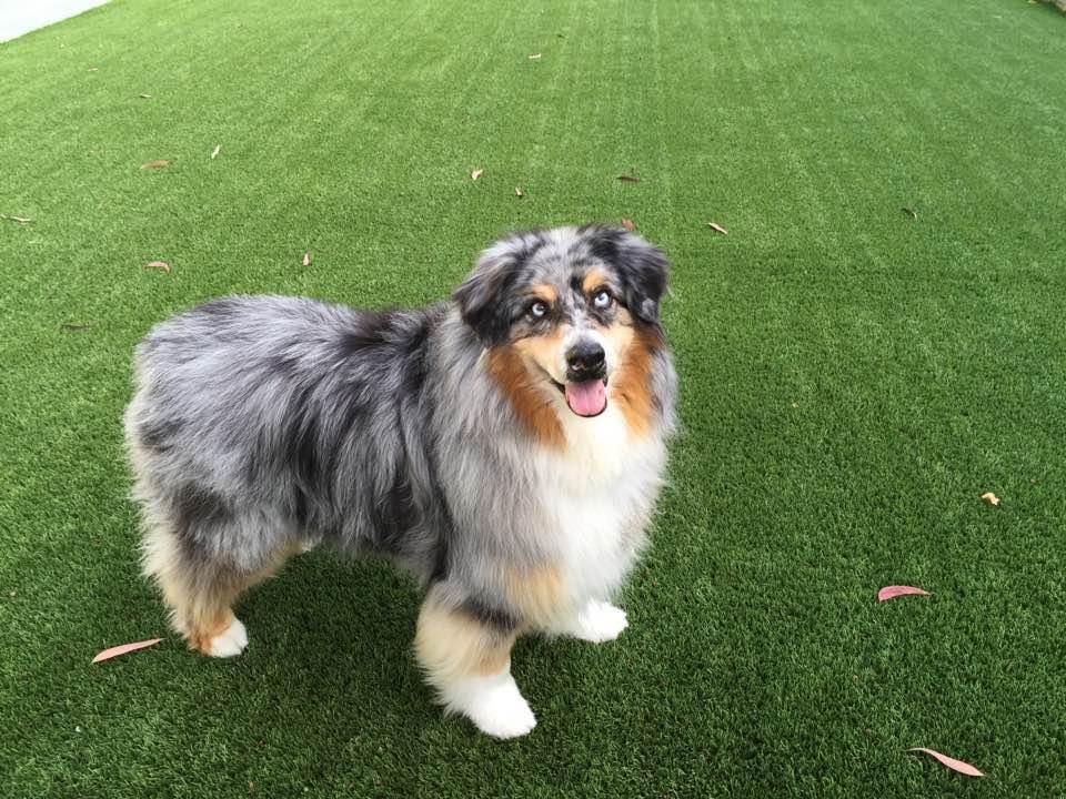 Buzz, the 'Prince of the Manor.'