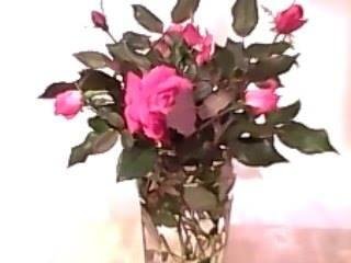The last of summer!  Went out and clipped the rest of my roses this am.  Looks like winter weather has arrived!  It is sleeting!  Nothing like a good dose of reality to bring it on!