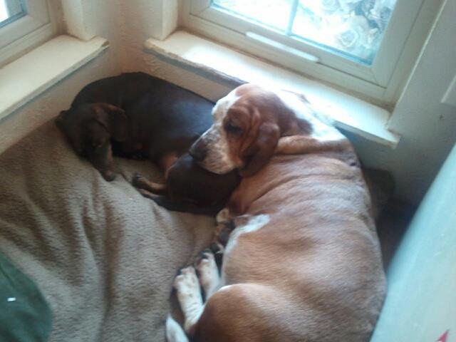 Lucy basset and Koko