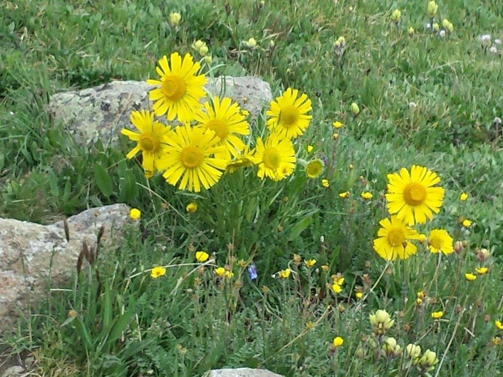 Kind of looked like yellow daisies.