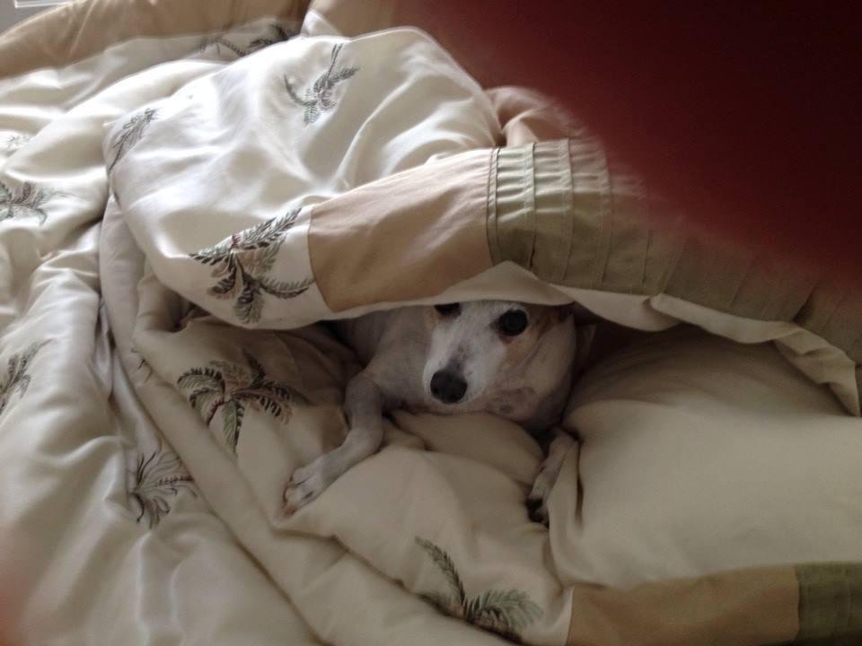No I don't want to go to the Puppy Park!