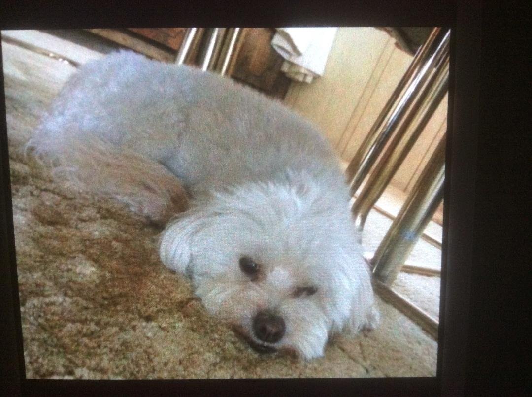 This little guy needs a forever home. 4 years old Male his name is Moe , thought he had a forever home but did not work out.