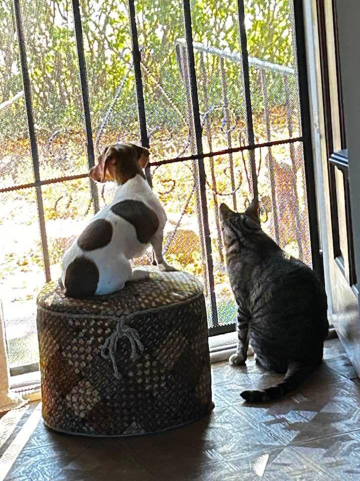 Looking for Miss Pumpkin Kitty😿