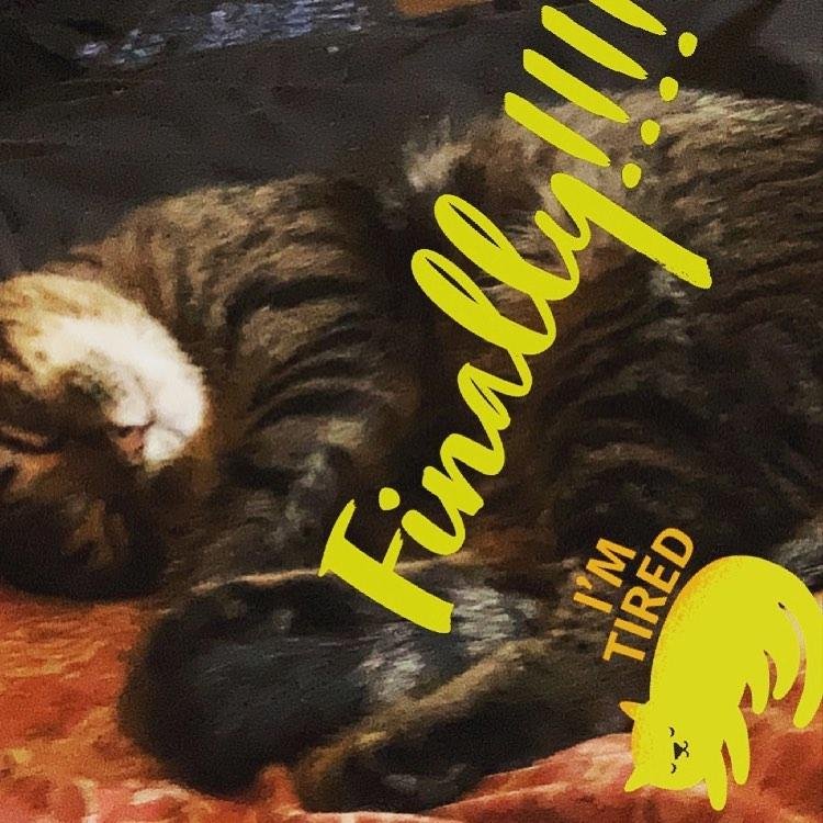 So glad he’s sleeping finally. Such a lil shithead he is for sure! 😼