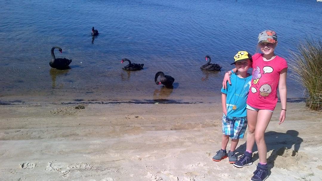 Enjoying the black swans on the Swan River in Perth.